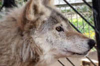 Звоните в полицию: волки забегают в поселок Хакасии