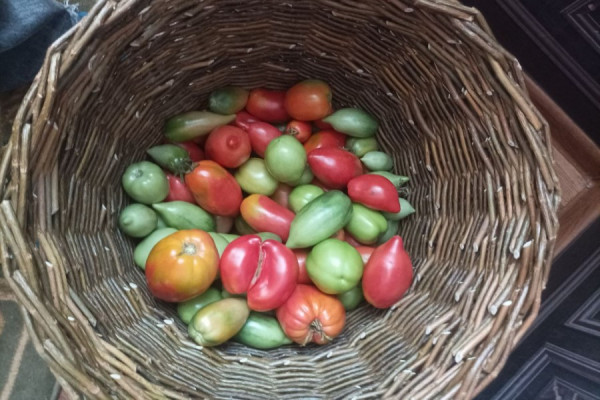 Композиции из плодов и овощей покажут в Абакане