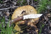 Специалисты рассказали, какие опасности таят грибы