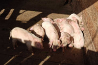 Ветеринары Абакана обращаются к владельцам свиней