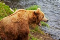 Медведи вышли из спячки. Специалисты назвали их примерную численность в Хакасии