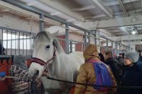 Ученики школы Абакана будут заниматься конным спортом