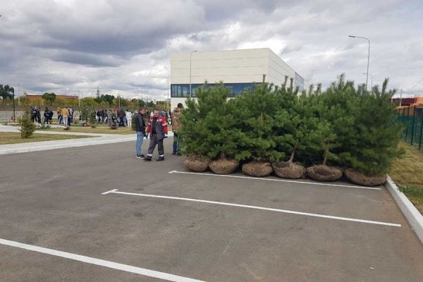 В Саяногорске высадили более 100 деревьев у Центра единоборств