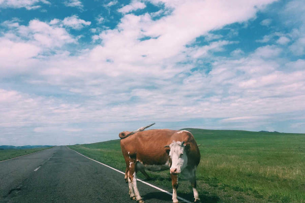 Хозяину коровы пришлось выплатить ущерб автовладельцу из Хакасии