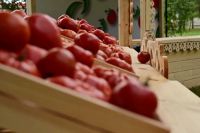 600 кустов помидоров вырастила в огороде жительница Минусинска