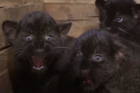 Три котёнка родились у пантеры в зоопарке Хакасии