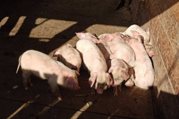 Очаг заболевания африканской чумы свиней выявили рядом с Хакасией. Фермер торговал мясом