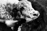 12 очагов заразного заболевания у скота выявлено в крупном селе Хакасии