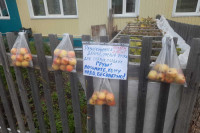 Разыскиваются добрые ручки для спелых груш: жителей Хакасии умилило объявление на заборе
