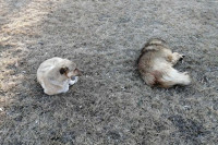 Бездомных собак в столице Хакасии становится больше. Уже есть случаи нападения