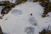 Следы нескольких медведей заметили рядом с населенным пунктом в Хакасии