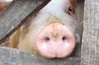 Была попытка скрыть падеж: вирус чумы свиней мог попасть в Красноярский край из Хакасии