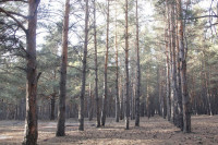 Новые правила заготовки древесины вступили в силу в Хакасии