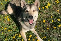 Бездомные собаки: Минсельхоз Хакасии вышел с законопроектом