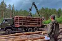 Более трёх тысяч жителей Хакасии приобрели лесные насаждения для собственных нужд