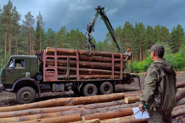 Более трёх тысяч жителей Хакасии приобрели лесные насаждения для собственных нужд