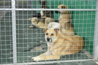Правительство Хакасии выделяет дополнительные деньги на бездомных собак