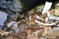Крупное логово пещерных гиен нашли в Хакасии