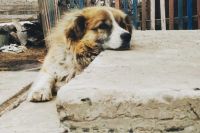 Бездомные животные: эвтаназия или пожизненное содержание? В парламенте Хакасии обсудили проблему