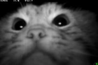 Милый краснокнижный котик попал в объектив фотоловушки в Хакасии. Видео