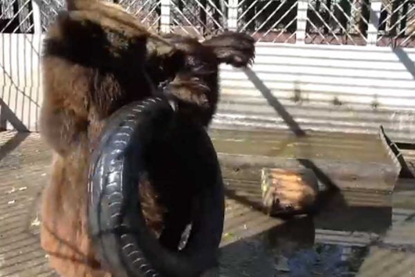 Слышали истошный медвежий рев: что случилось в медвежонком Степой в зоопарке Абакана?