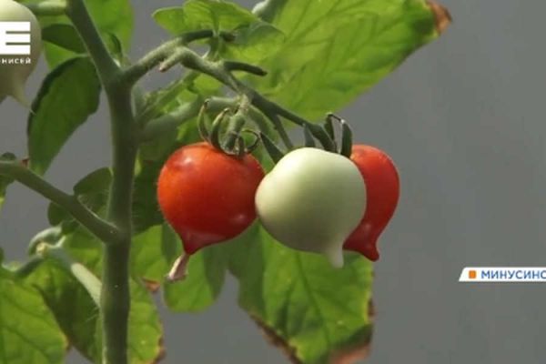 Миниатюрные помидоры из частных коллекций вырастили рядом с Хакасией