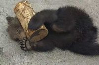 Забавные игры медвежонка Степы показал зоопарк столицы Хакасии