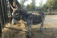 Животные зоопарка в Абакане радуются щедрости жителей Хакасии