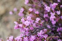 &quot;Розовые горы&quot;: жителей Хакасии зовут сделать красивые фотографии. Медлить нельзя