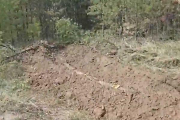 Зайчата убегают по минполосе от лесного пожара рядом с Хакасией. Видео