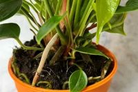 Украсьте свой дом недорогими комнатными растениями антуриумом и бонсай из интернет-магазина OZON