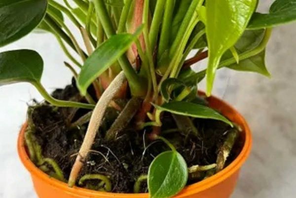 Украсьте свой дом недорогими комнатными растениями антуриумом и бонсай из интернет-магазина OZON
