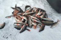 Специалисты сообщают о случаях массовой гибели рыбы в Хакасии