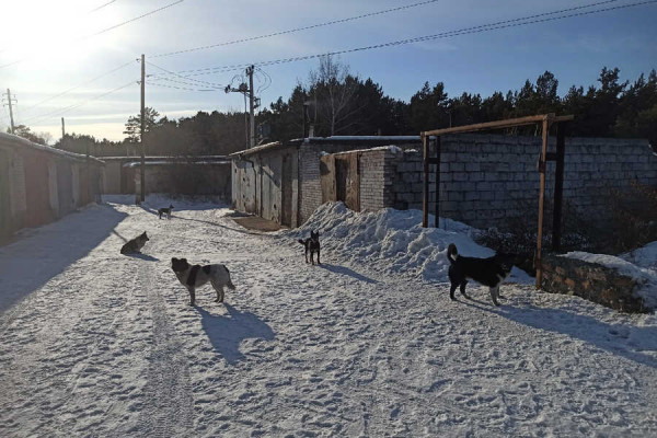 Подростки из Хакасии жестоко убили собаку: полиция начала проверку