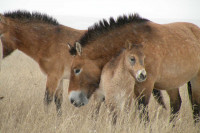 Вольерное ограждение будет закуплено для Центра реинтродукции лошади Пржевальского в Хакасии