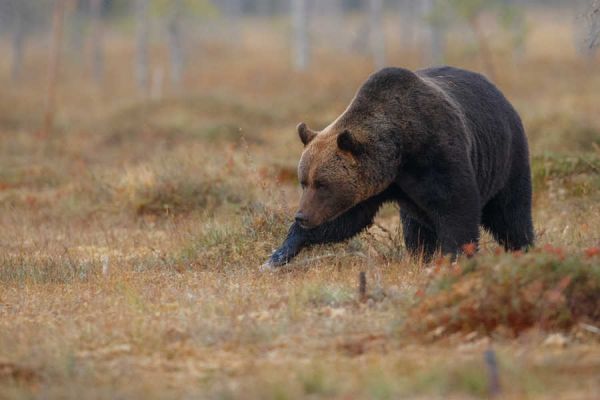 Цифровые технологии помогут защитить северян от неожиданных встреч с бурыми медведями