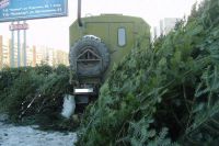 Где в Абакане будут принимать новогодние сосны, елки и пихты в переработку?