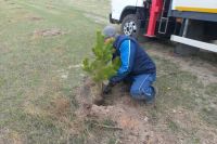 Сотрудники разреза в Хакасии высадили почти 200 сосен