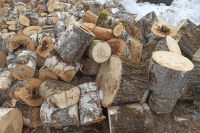 Заявку на аукцион для заготовки древесины в Хакасии необходимо подать до 28 ноября