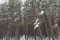 На Рождество Хакасию и юг Красноярского края завалит снегом