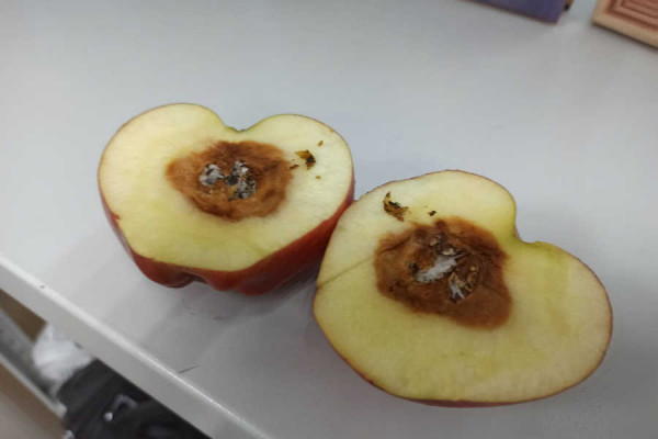 Гнилые яблоки в школьной столовой Хакасии: Роспотребнадзор начал проверку
