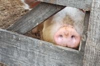 Карантин  из-за африканской чумы свиней ввели  под Красноярском