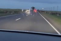 Водитель кроссовера влетела в стадо коров на трассе в Хакасии. Видео