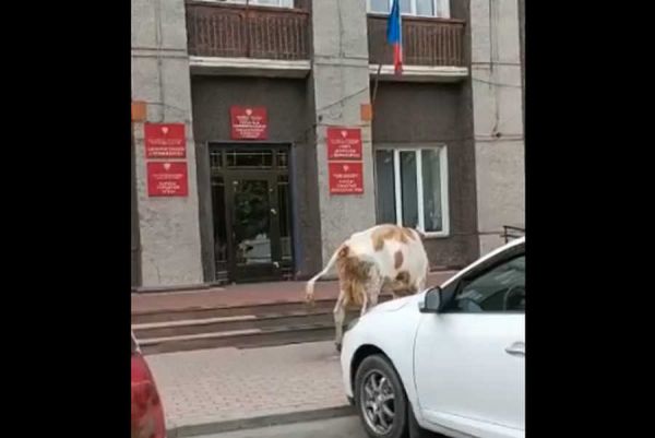 Корова справила нужду у входа в мэрию города Хакасии
