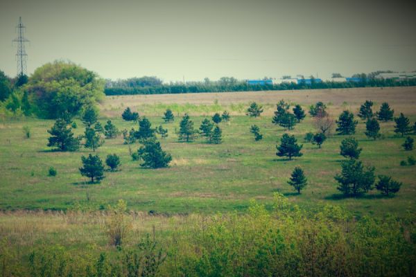 В Таштыпском районе 37 гектаров сельскохозяйственных земель зарастают деревьями
