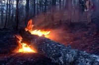 Крупный пожар ликвидировали на территории заказника Хакасии