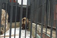 Как взять под опеку животное из зоопарка столицы Хакасии?