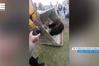Рядом с Хакасией застрелили медведя, который держал в страхе село