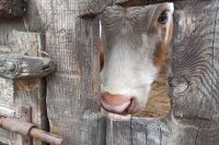 В селе Хакасии начали принудительно изымать скот из-за заразной болезни