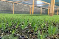 Сеянцы сосны с закрытой корневой системой впервые вырастят в Хакасии